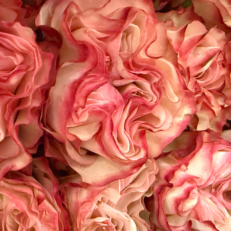 Poweder Puff Roses A Study In Blooms – Dottie Jean’s Flower Truck